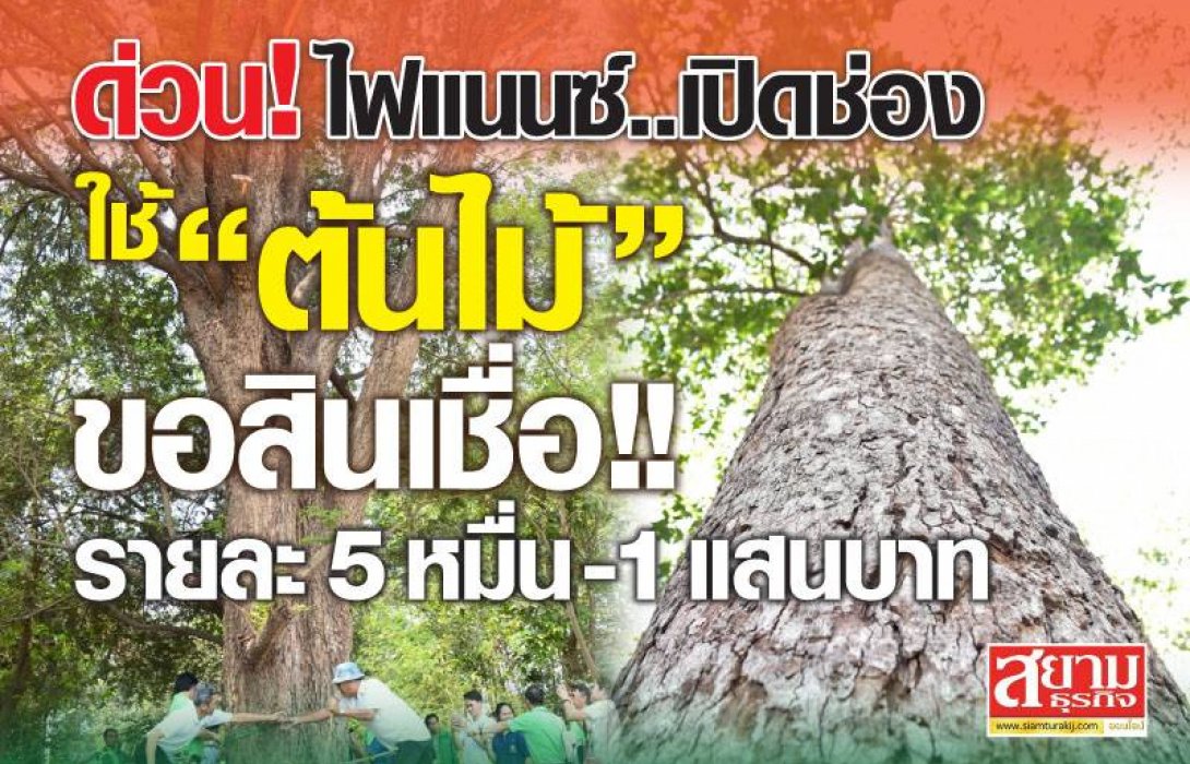 “พิโก”รับ“ต้นไม้”ค้ำประกันสินเชื่อ ปล่อยกู้รายละ 5 หมื่น -1 แสนบาท