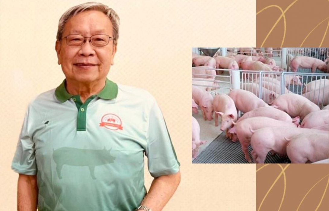 “ผู้เลี้ยงหมู” ย้ำ ยังไม่ควรนำเข้าเนื้อหมู  สนับสนุนนโยบายรัฐถูกต้อง เข้าใจเกษตรกร - ราคาหน้าฟาร์มอ่อนตัวแล้ว
