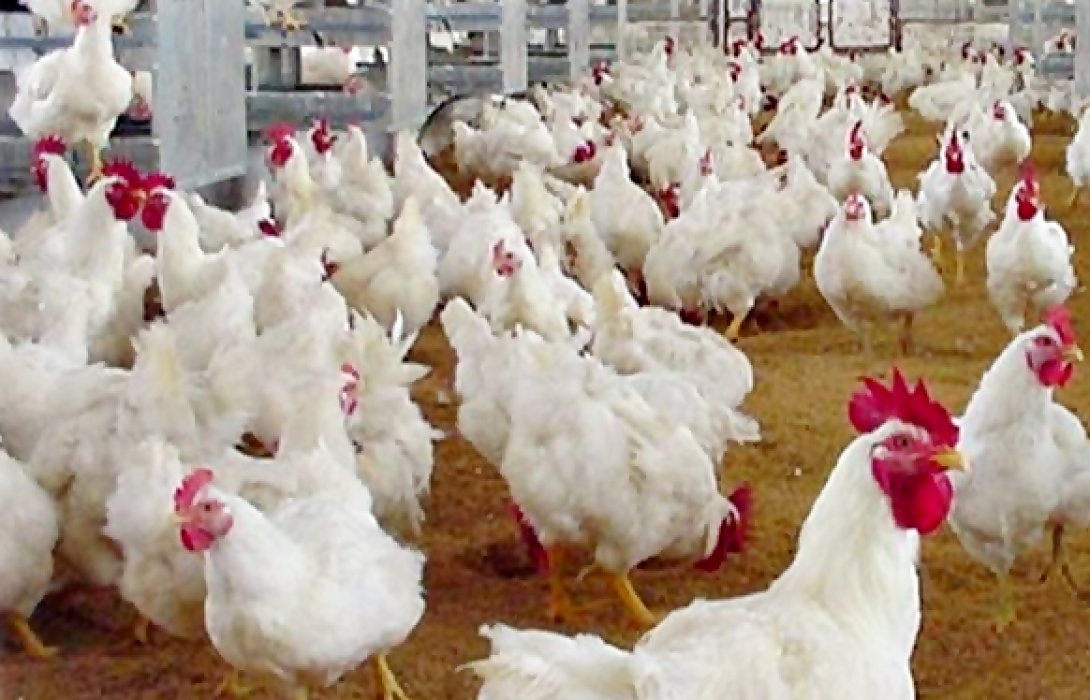 “สมาคมส่งเสริมการเลี้ยงไก่ในพระบรมราชูปถัมภ์” ย้ำ “ผู้เลี้ยงไก่” มั่นใจผลิตไก่เนื้อเพียงพอต่อความต้องการ ราคาไม่พุ่งแน่นอน