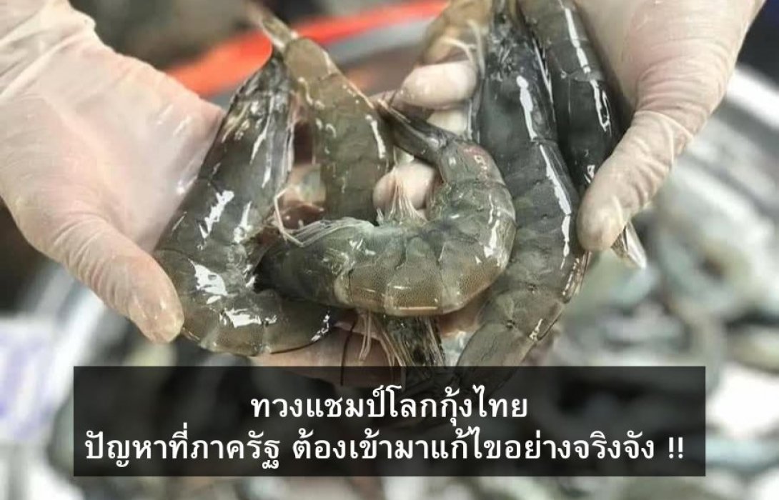 ทวงแชมป์โลกกุ้งไทย ปัญหาที่ภาครัฐ ต้องเข้ามาแก้ไขอย่างจริงจัง !! 