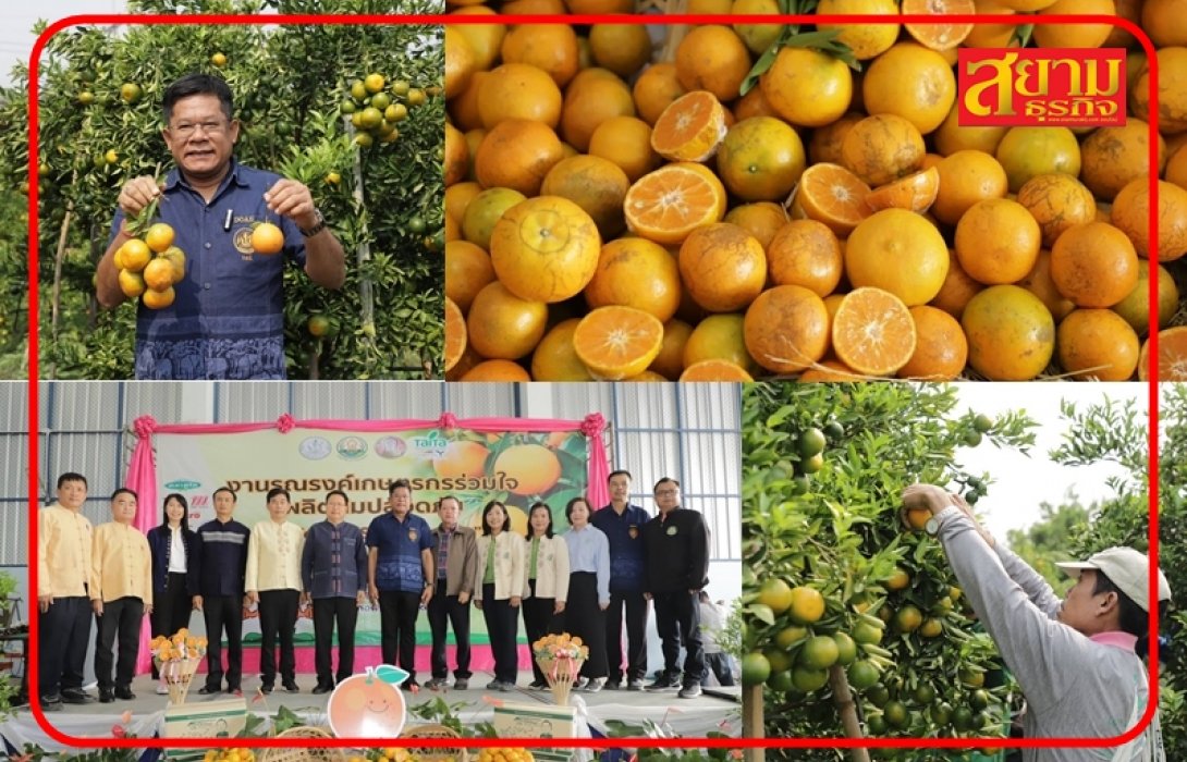กรมส่งเสริมการเกษตร รณรงค์เกษตรกรร่วมใจผลิตส้มปลอดภัย “Safe Use Safe Orange”