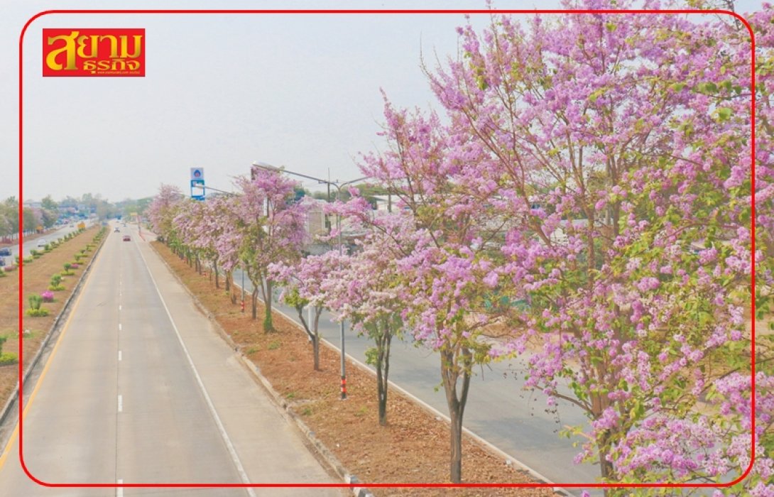 กรมทางหลวง เปิดพิกัดใหม่ “ถนนสายดอกตะแบก” สีชมพูสุดโรแมนติก บนถนนพหลโยธิน 