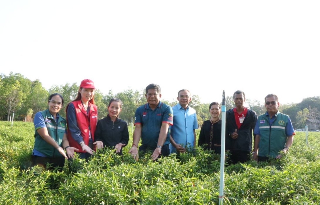 กรมส่งเสริมการเกษตรหนุนแปลงใหญ่ศรีสะเกษขายพริกให้ Makro