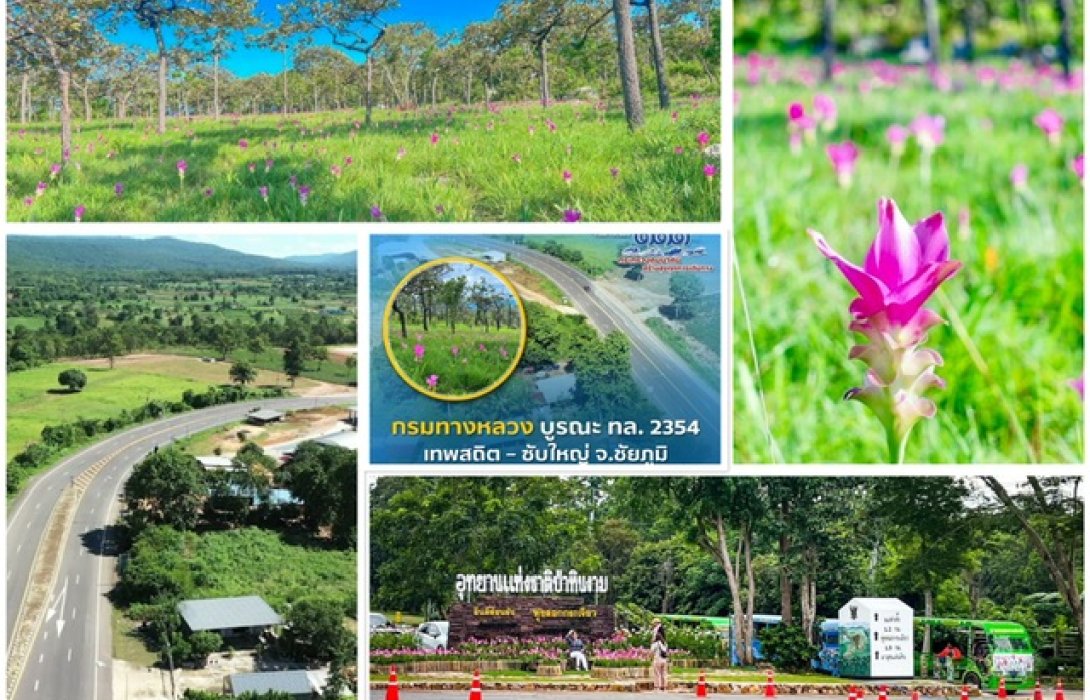 กรมทางหลวง บูรณะทางหลวงหมายเลข 2354 เทพสถิต – ซับใหญ่ จ.ชัยภูมิ รองรับสายกรีนเที่ยวหน้าฝน ชมทุ่งดอกกระเจียว 