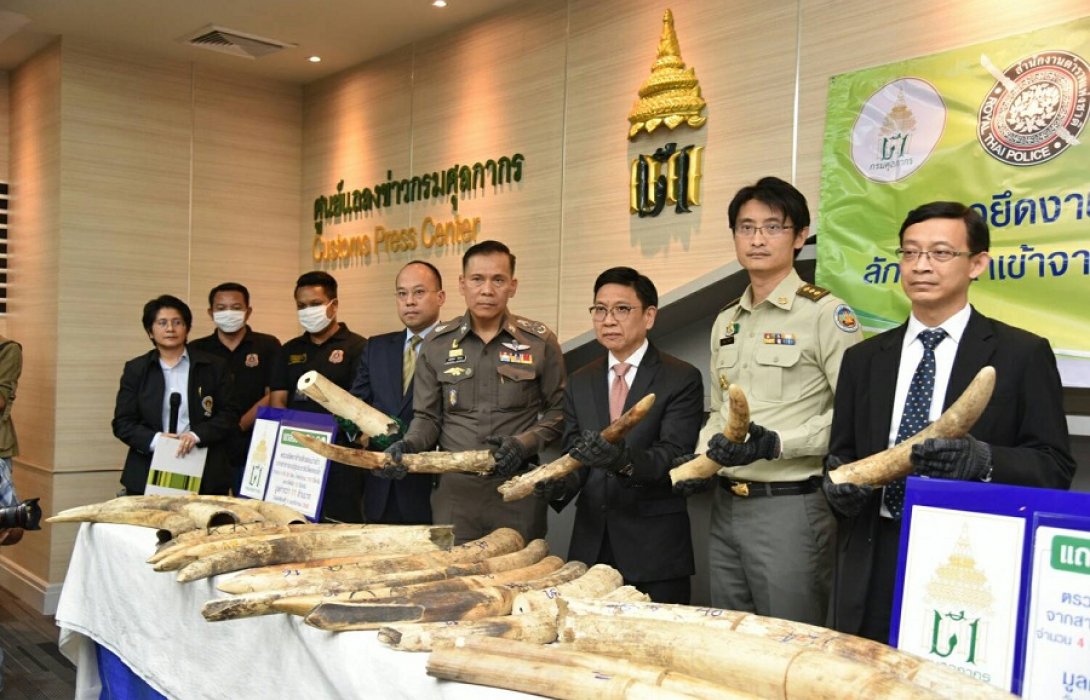 กรมศุลกากร ยึดงาช้าง และเกล็ดลิ่น มูลค่า11,750,000 ล้านบาท