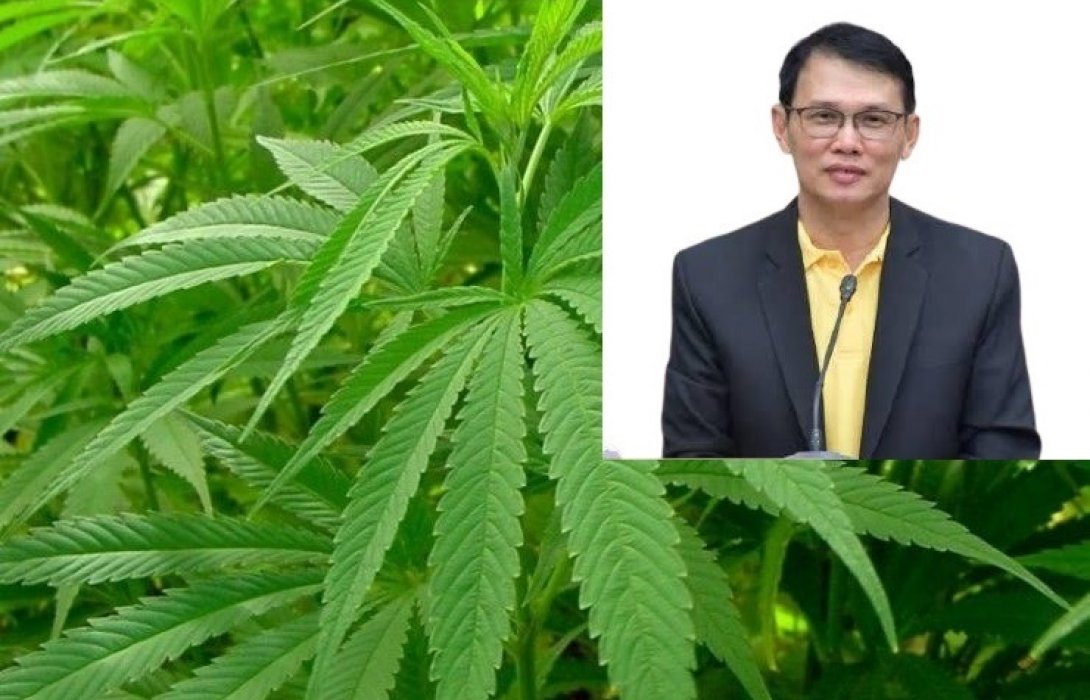 อย.เตือนเกษตรกร-นักธุรกิจถูกหลอกลงทุนปลูกกัญชง
