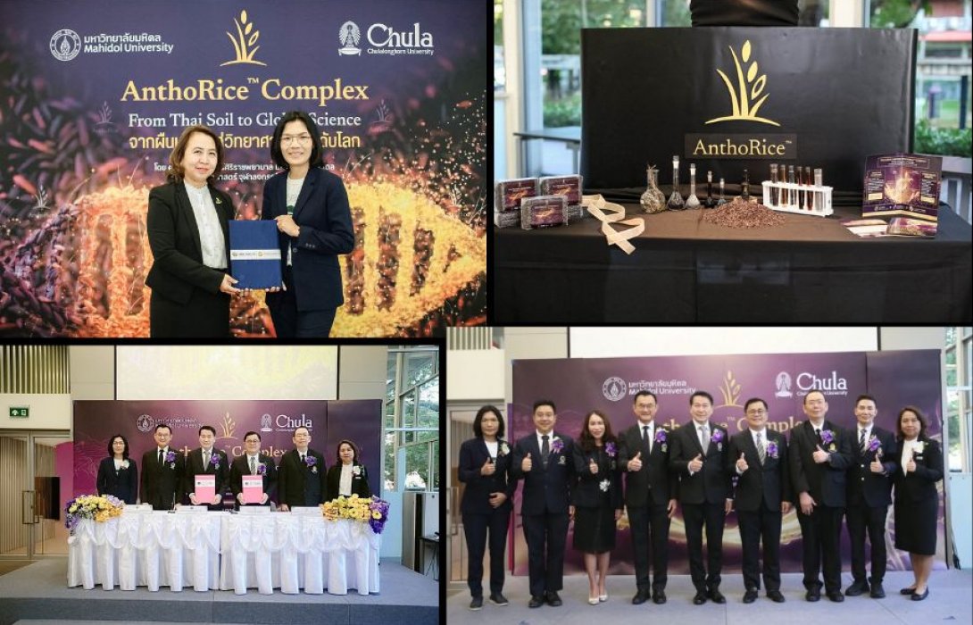 จุฬาฯ-มหิดล ผนึกกำลังสร้างนวัตกรรมเวชสำอางจากข้าวไรซ์เบอร์รี่ไทยถ่ายทอดเทคโนโลยี 