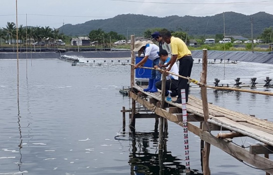 เกษตรกรเลี้ยงกุ้ง จ.ตรังนำ “3 สะอาด” สร้างความสำเร็จที่ยั่งยืน