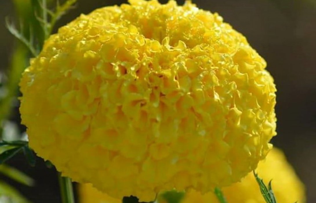 เปิดเทคปลูกดาวเรือง ฉบับสวนวโรชา วิเศษชัยชาญ