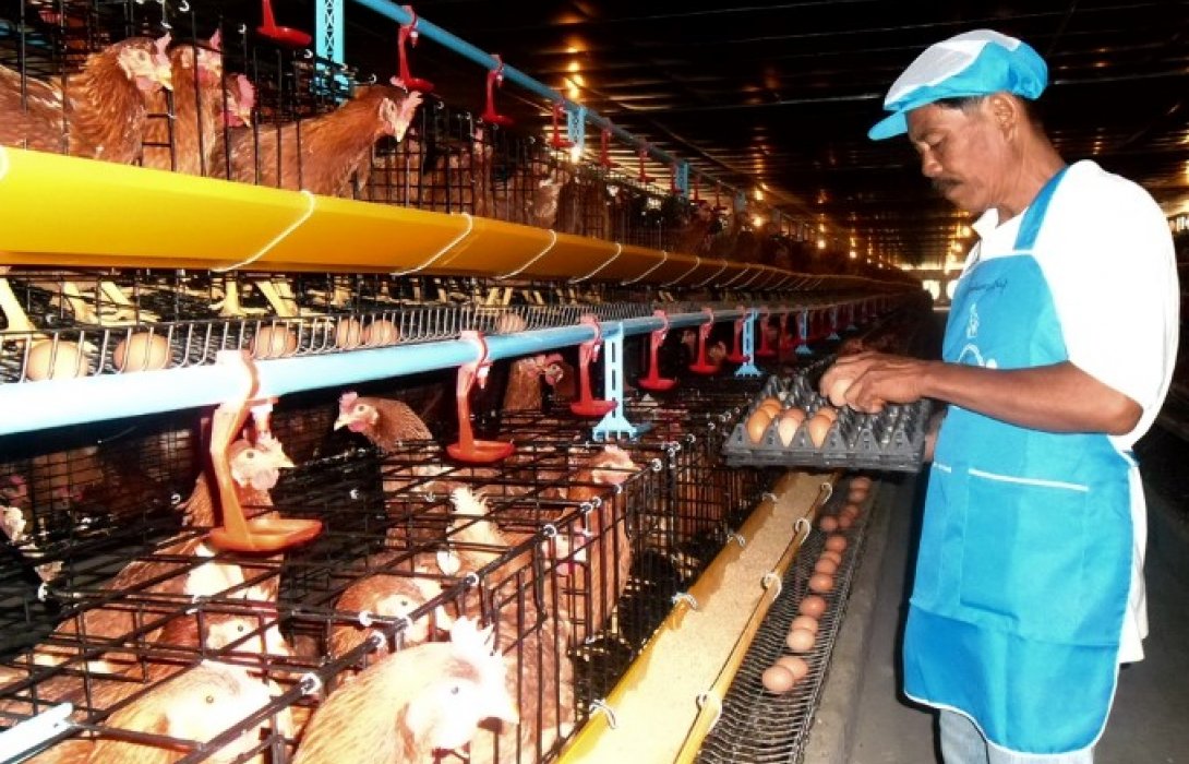 เตือนอากาศแปรปรวน กระทบเลี้ยงสัตว์โรงเรีอน