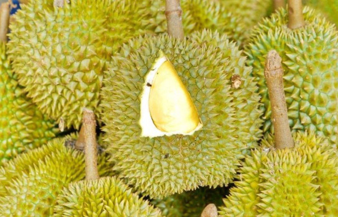 คุมเข้มล้งส่งออกทุเรียน วางกฎเหล็กหวั่นตลาดพัง