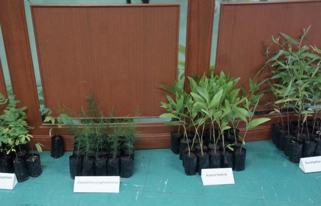 สกว.โชว์ผลวิจัยไม้โตเร็ว-พืชพลังงาน