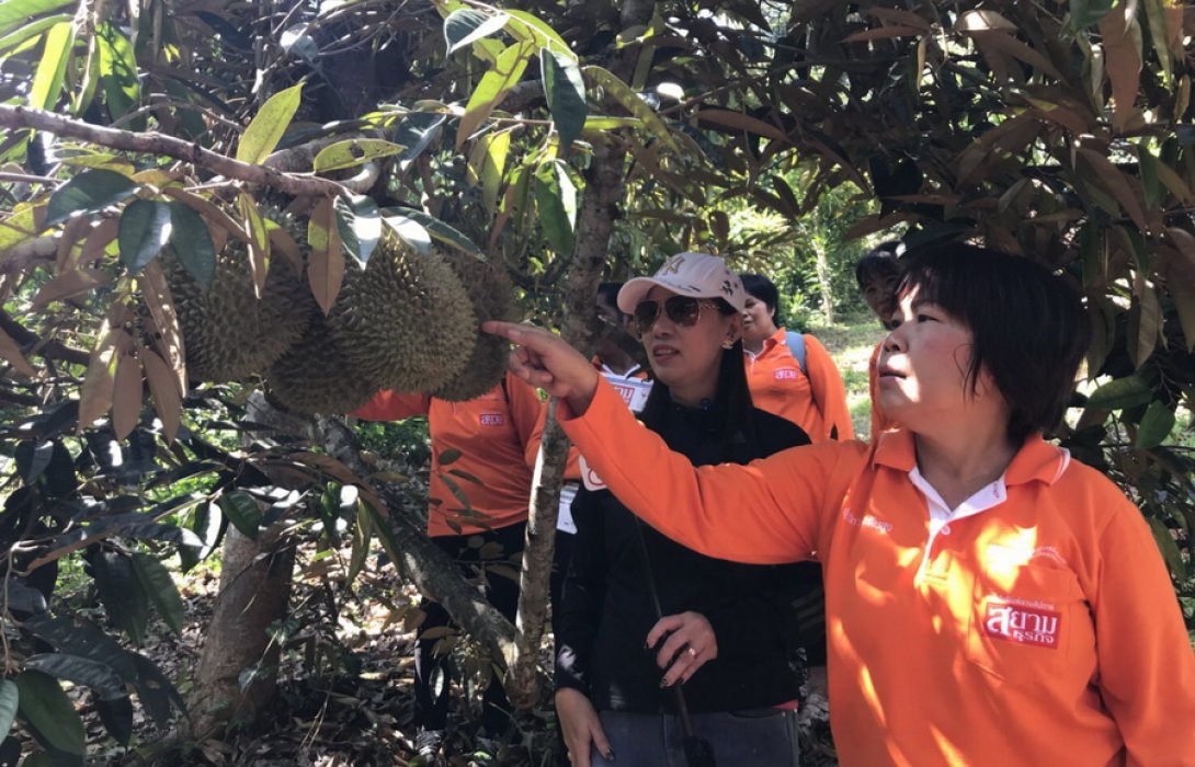 “ปุ๋ยอินทรีย์” ตอบโจทย์  ทุเรียนพันธุ์ “หลงลับแล