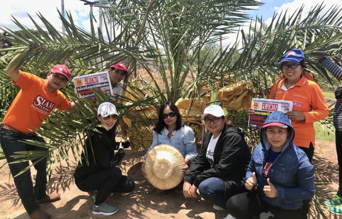 ปุ๋ยอินทรีย์  “ปลูกอินทผาลัม” ผลสวยดี ไร้สารเคมี ส่งขายรายได้งาม   