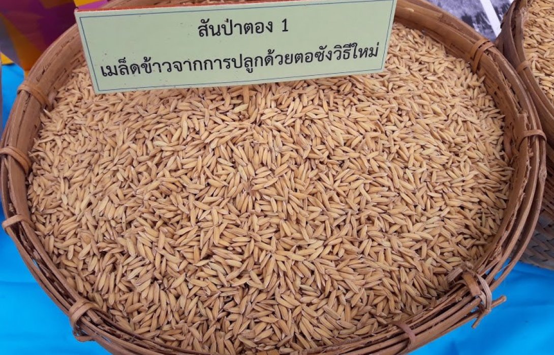 ปลูกข้าวด้วยตอซัง ครั้งแรกของโลกที่ “ห้วยฮ่องไคร้”