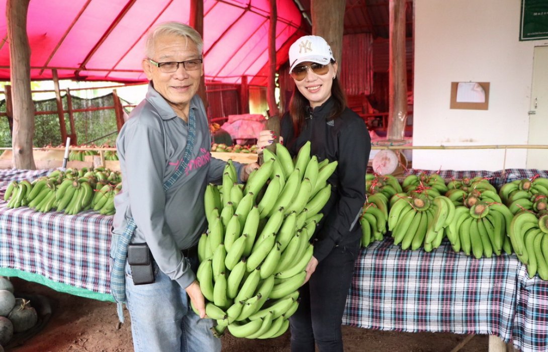 “ไร่สุขพอเพียง” ใช้ปุ๋ยอินทรีย์ ปลูก “กล้วย มะละกอ” ไร้สารเคมี ส่งขายห้างดัง   