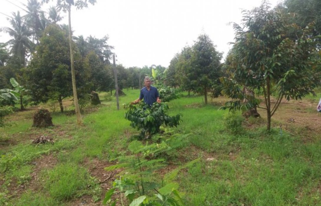 ปลูกกาแฟแซมสวนทุเรียน เกษตรกรนักสู้เมืองชุมพร
