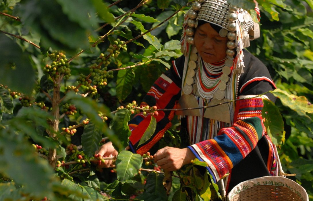 กาแฟ “ดอยตุง” จากดอยสู่ห้าง ส่งเสริมการสร้างรายได้ให้กับชุมชนท้องถิ่น