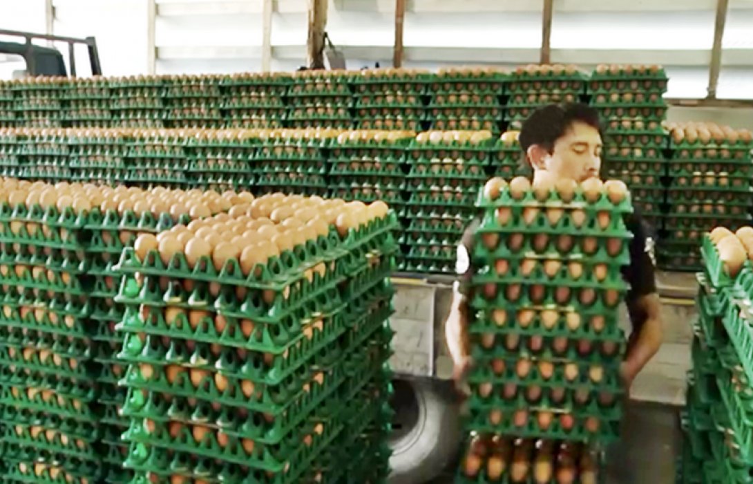 “เกษตรกรเลี้ยงไก่” เผย ผลผลิตไข่สะสมมาก สวนกำลังซื้อลดลงแล้ว ทำราคาไข่ตกต่ำลง  