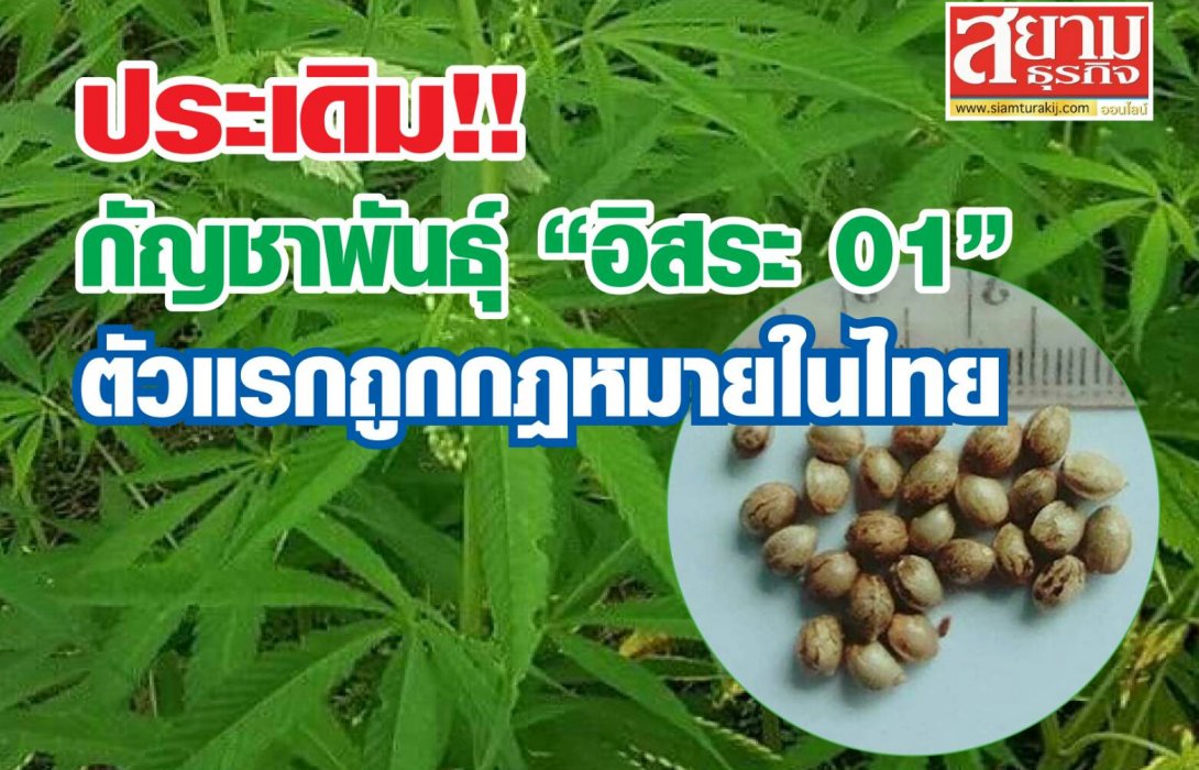 ประเดิม!! กัญชาพันธุ์ “อิสระ 01” ตัวแรกถูกกฎหมายในไทย