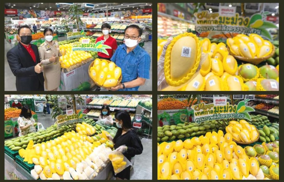 “แม็คโคร” จัด “เทศกาลมะม่วง” ช่วยเหลือเกษตรกรทั่วไทย รับซื้อผลผลิตสดจากสวน 3,500 ตัน 