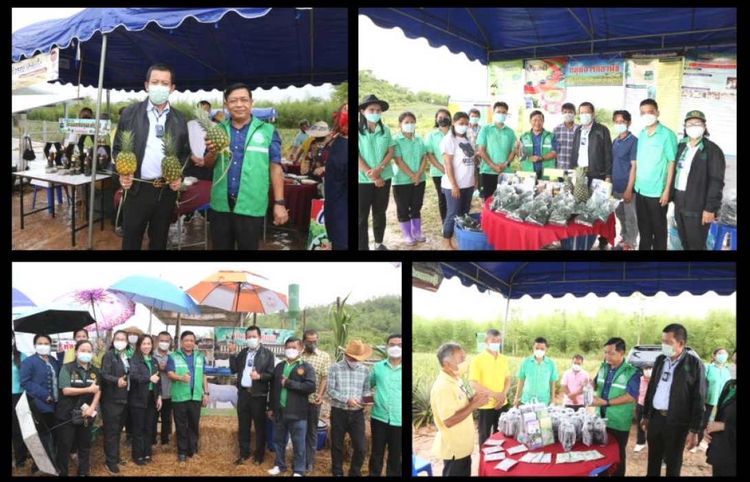 “กรมส่งเสริมการเกษตร” จัด Field Day สับปะรดที่เพชรบุรี เปิด 5 สถานีเติมเต็มความรู้สู่ความมั่งคั่ง 