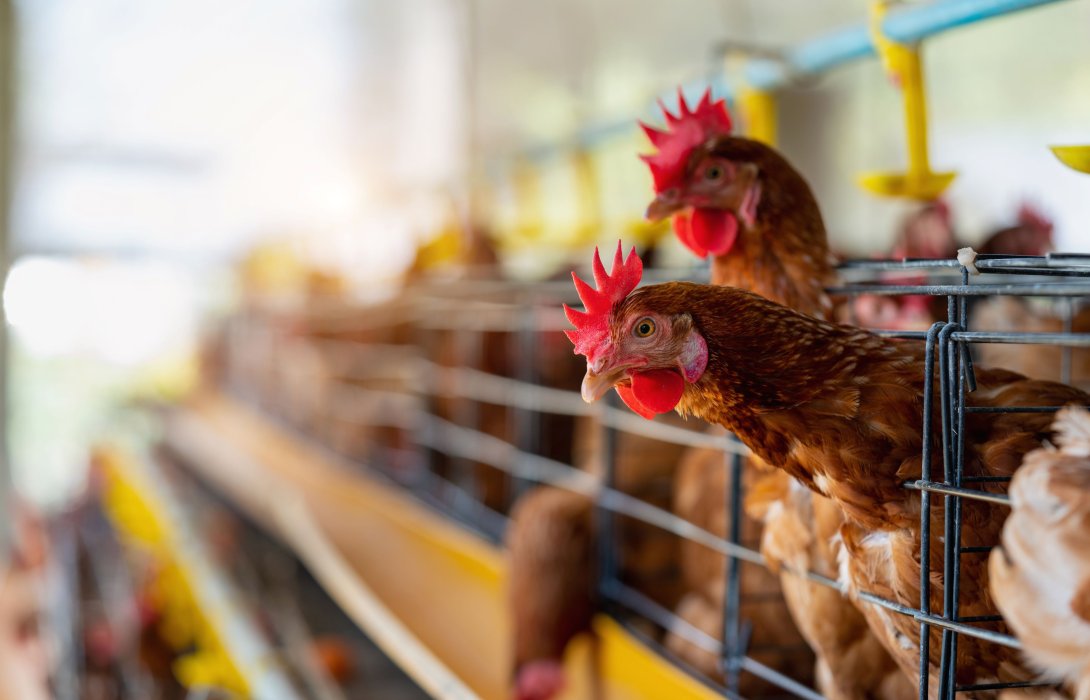 หลายปัจจัยดันต้นทุนการผลิตพุ่ง สวนทางราคาขายไข่ไก่