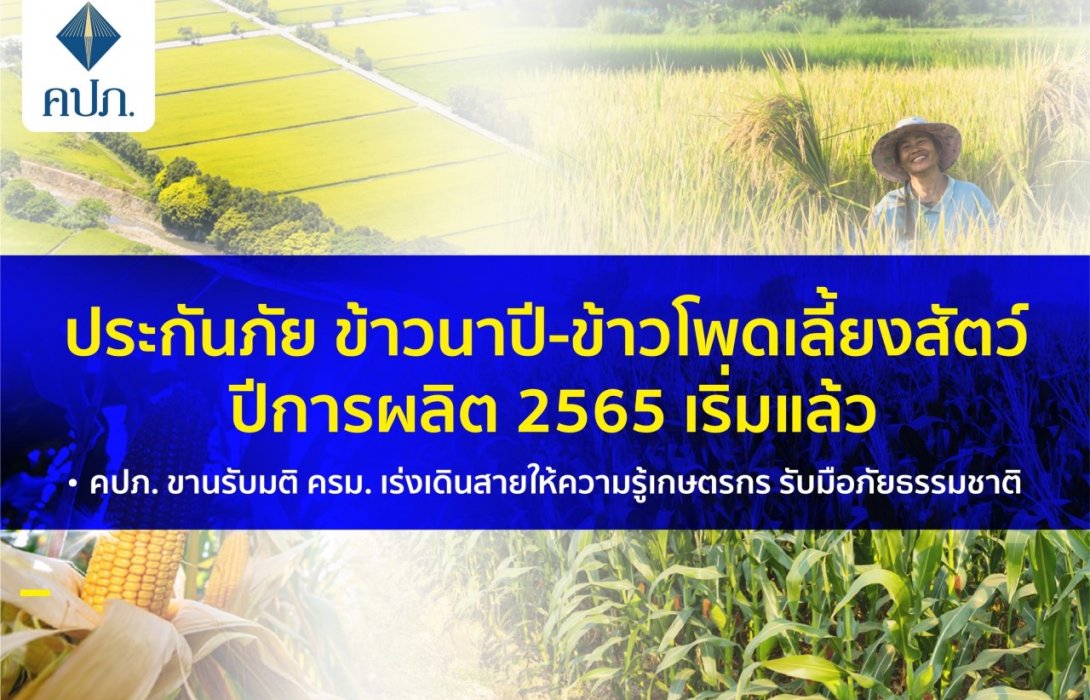 ประกันภัยข้าวนาปี-ข้าวโพดเลี้ยงสัตว์ ปีการผลิต 2565 เริ่มแล้ว คปภ. ขานรับมติ ครม. เร่งเดินสายให้ความรู้เกษตรกร รับมือภัยธรรมชาติ
