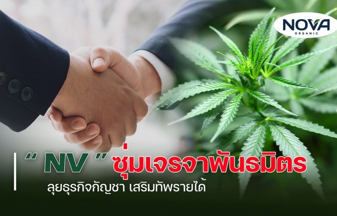 “NV” ซุ่มเจรจาพันธมิตร ลุยธุรกิจกัญชา เสริมทัพรายได้